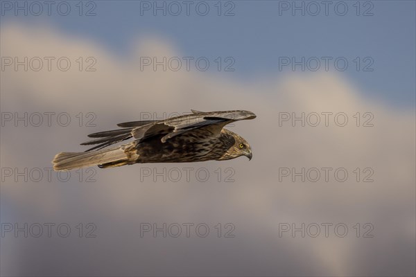 Western marsh-harrier