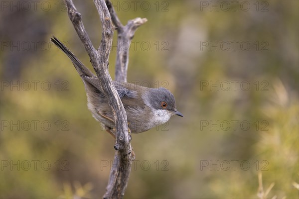 Sardinian warbler