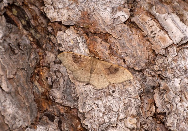 Two-coloured double-lined dwarf moth