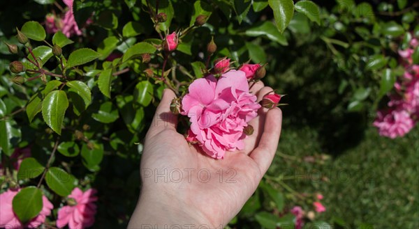 Hand holding a colorful Rose Flower