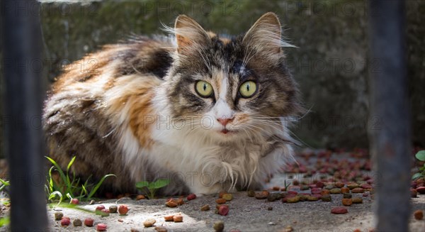 Stray cat seen in the street of the city