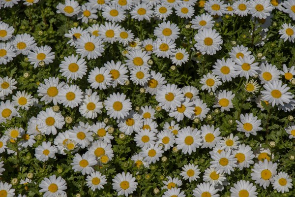 Beautiful daisy flowers as a background