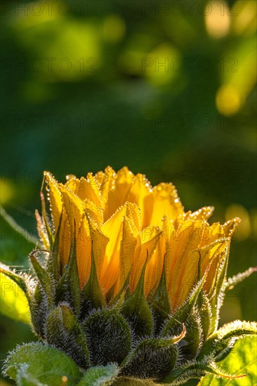 Sunflowers at sunrise, Gechingen, Germany, Europe