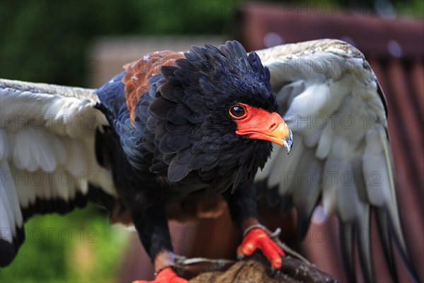 Bateleur