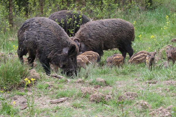 Wild boar