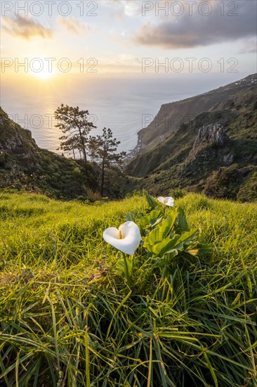 White zantedeschia, Calla, Evening mood, Greetings landscape at cliff, Sea and coast, Viewpoint Miradouro da Raposeira, Madeira, Portugal, Europe