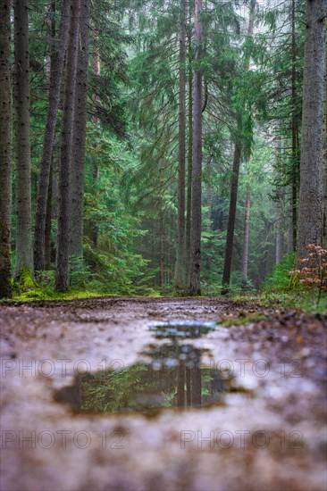 Puddle in the forest, Black Forest, Unterhaugstett, Germany, Europe