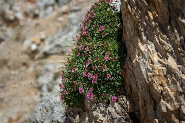 A group of blooming flowers Grow on a rock in the mountains. Dolomites, Italy, Dolomites, Italy, Europe