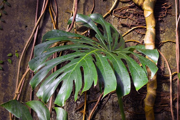 Close up of a leaf of a huge and mature Monstera Deliciosa Swiss Cheese Plant with roots climbing up wall