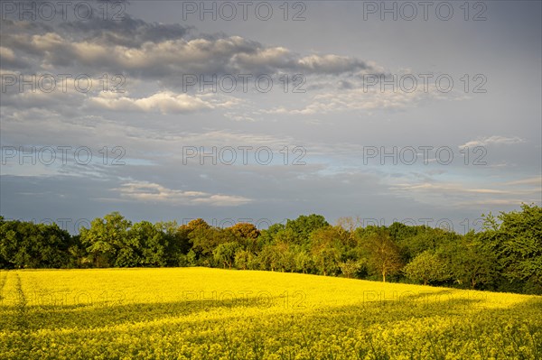 Landscape in spring, a yellow flowering rape field at golden hour in the evening after a rain shower, Baden-Wuerttemberg, Germany, Europe