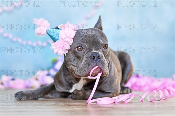 Funny French Bulldog with birthday part hat and paper streamer in mouth lying down in front of blurry blue background
