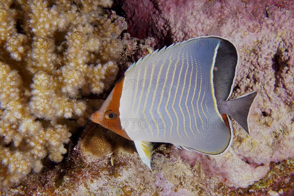 Blue chevron butterflyfish