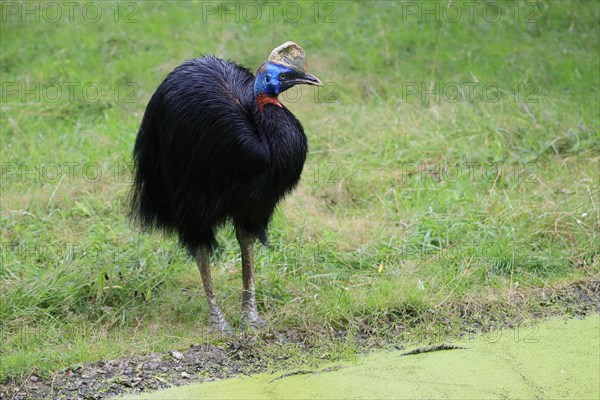 Northern cassowary