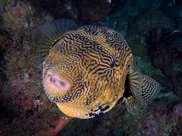 Portrait of map puffer