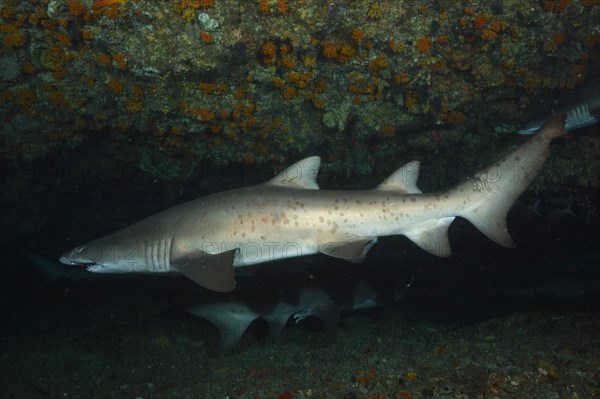 Sand tiger shark