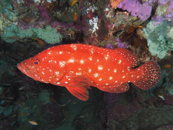 Tomato hind