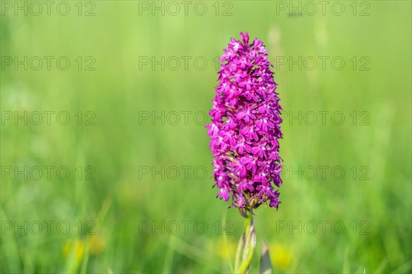 Pyramidal orchid in a meadow in spring. Alsace, France, Europe