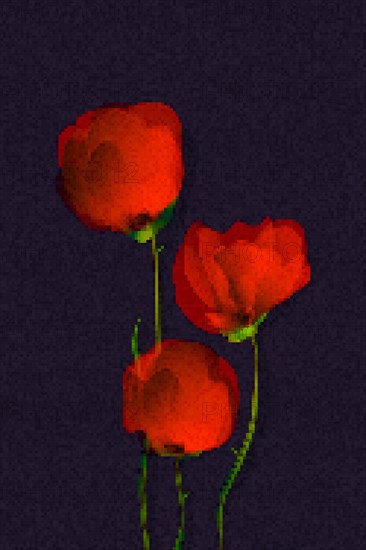 Red poppies over a drak background, pixel art illustration