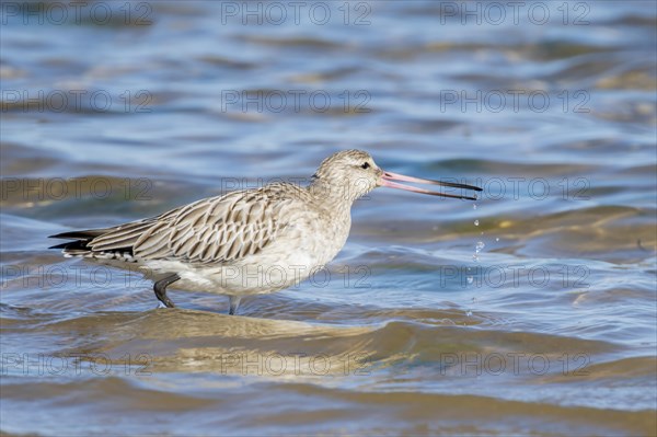 Bar-tailed Godwit