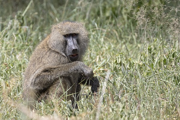 Olive baboon