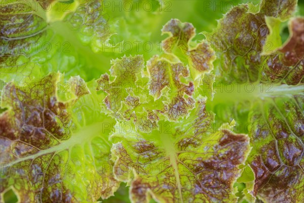 Macro shot of lettuce