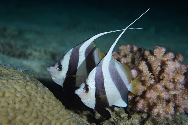 Pair of schooling bannerfish