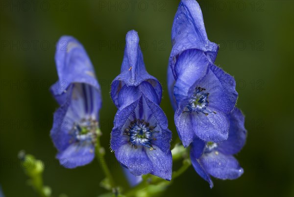 Monkshood