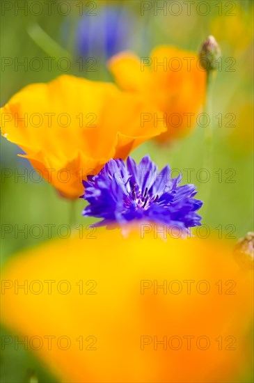 Blue cornflower