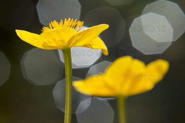 Marsh marigold