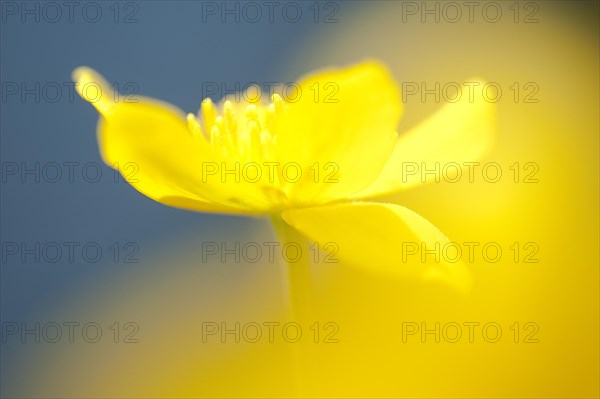 Marsh marigold