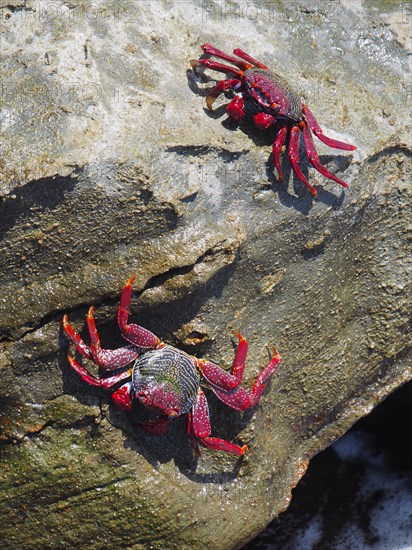 Red rock crab