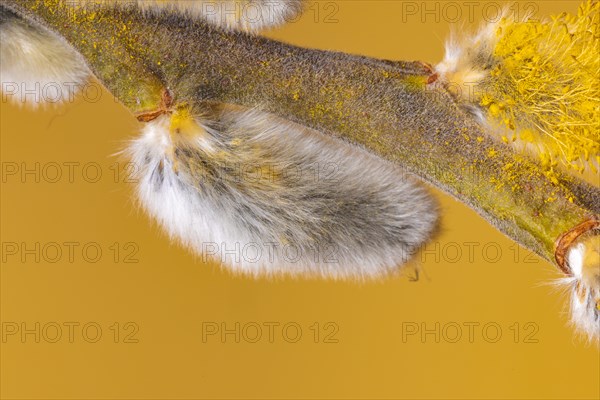 Flowering palm catkins