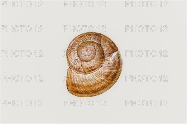 Empty snail shell on white background, close up