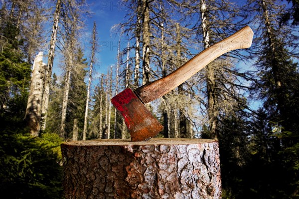 Axe on chopping block in front of dead spruce forest, Black Forest, Baden-Wuerttemberg, Composing Germany