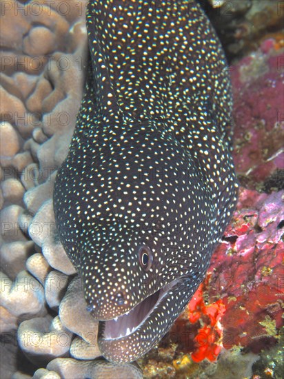 Turkey moray