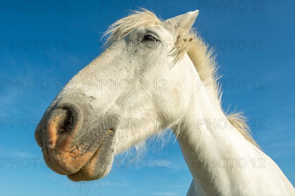 Camargue horse portrait in a pasture in the Camargue National Park. Provence-Alpes-Cote dAzur, France, Europe