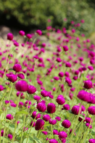 Beautifu lGlobe amaranths, Amaranthaceae flowers in nature background