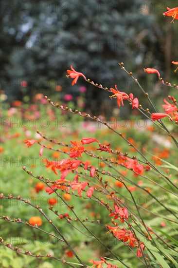 Beautiful Crocosmia flowers in nature background