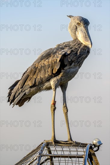 Shoebill