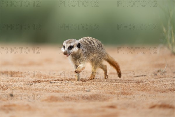 Meerkat