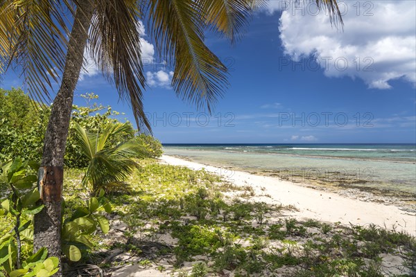 On the beach Plage de la Chapelle, Anse Bertrand, Grande-Terre, Guadeloupe, France, North America