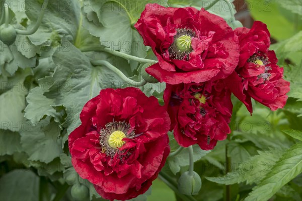Filled poppies