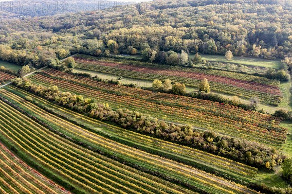 Autumn landscape with vineyard, aerial view, Weinviertel, Hadres, Lower Austria, Austria, Europe