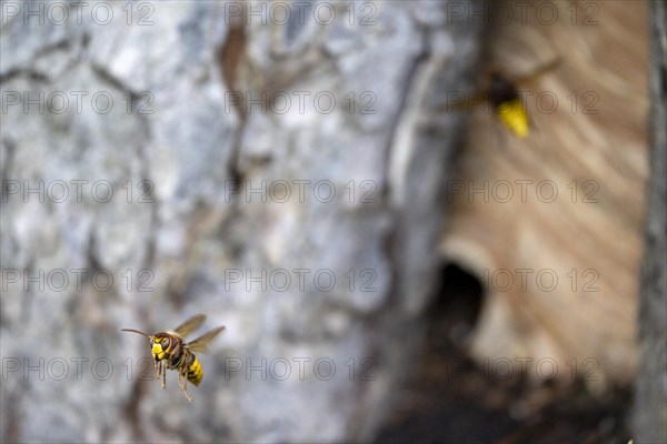 European hornet