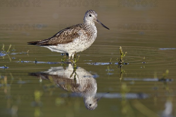 Common greenshank