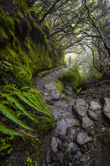 Hiker, Mystic forest with mist, Vereda Francisco Achadinha hiking trail, Rabacal, Madeira, Portugal, Europe