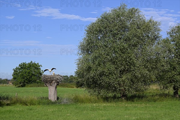 White Stork