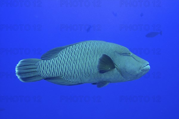 Humphead wrasse