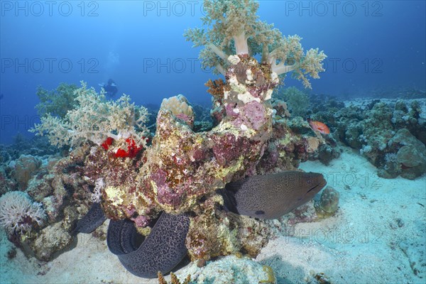 Giant Moray