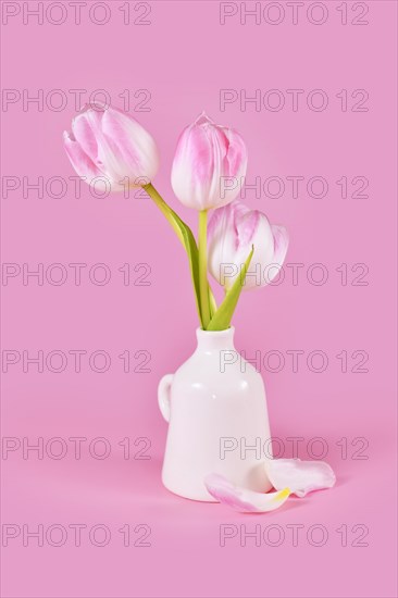 Tulip spring tulip flowers with pink tip in vase on pink background